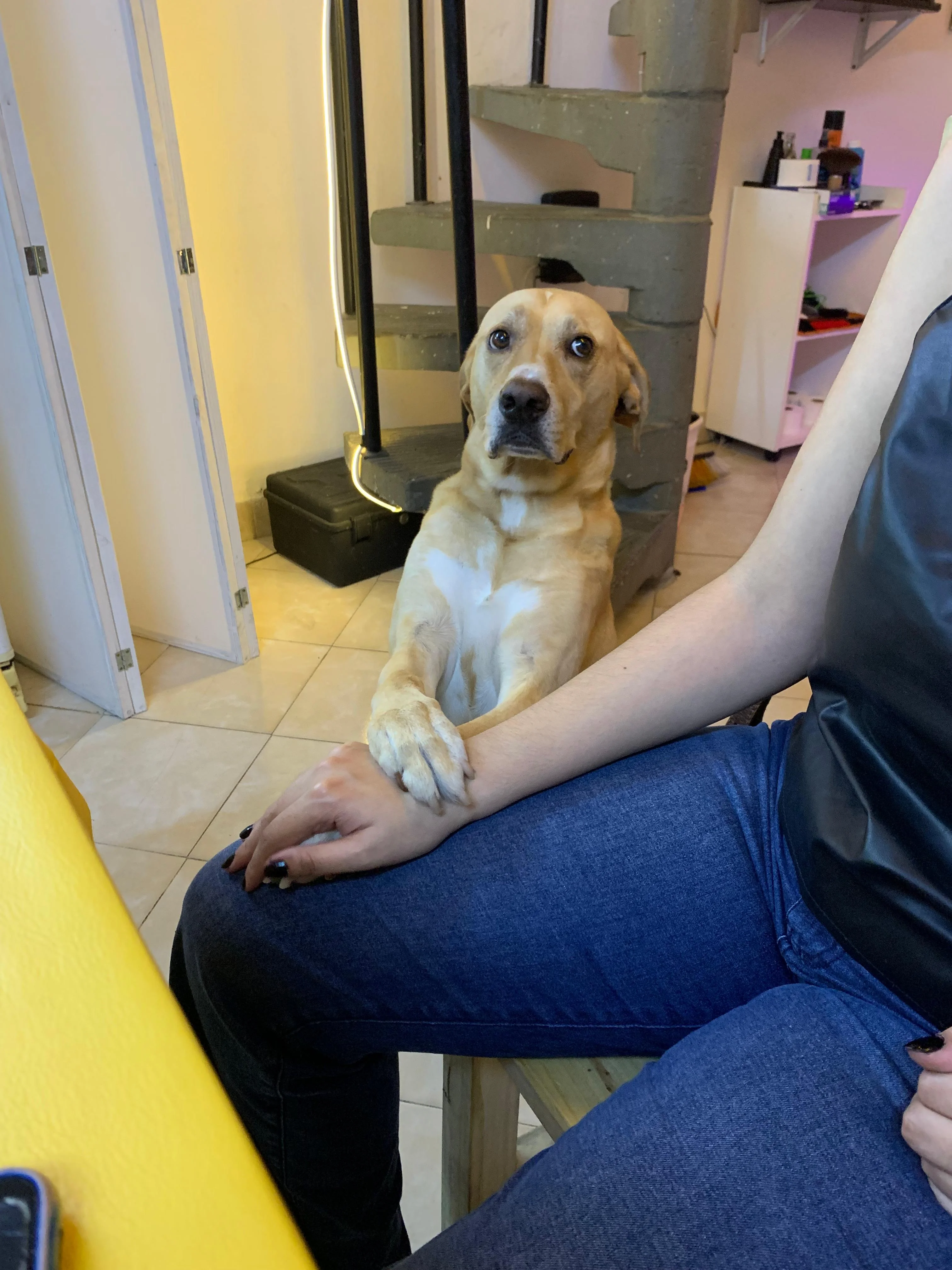 Leroy apoyando la pata en un cliente dentro del estudio