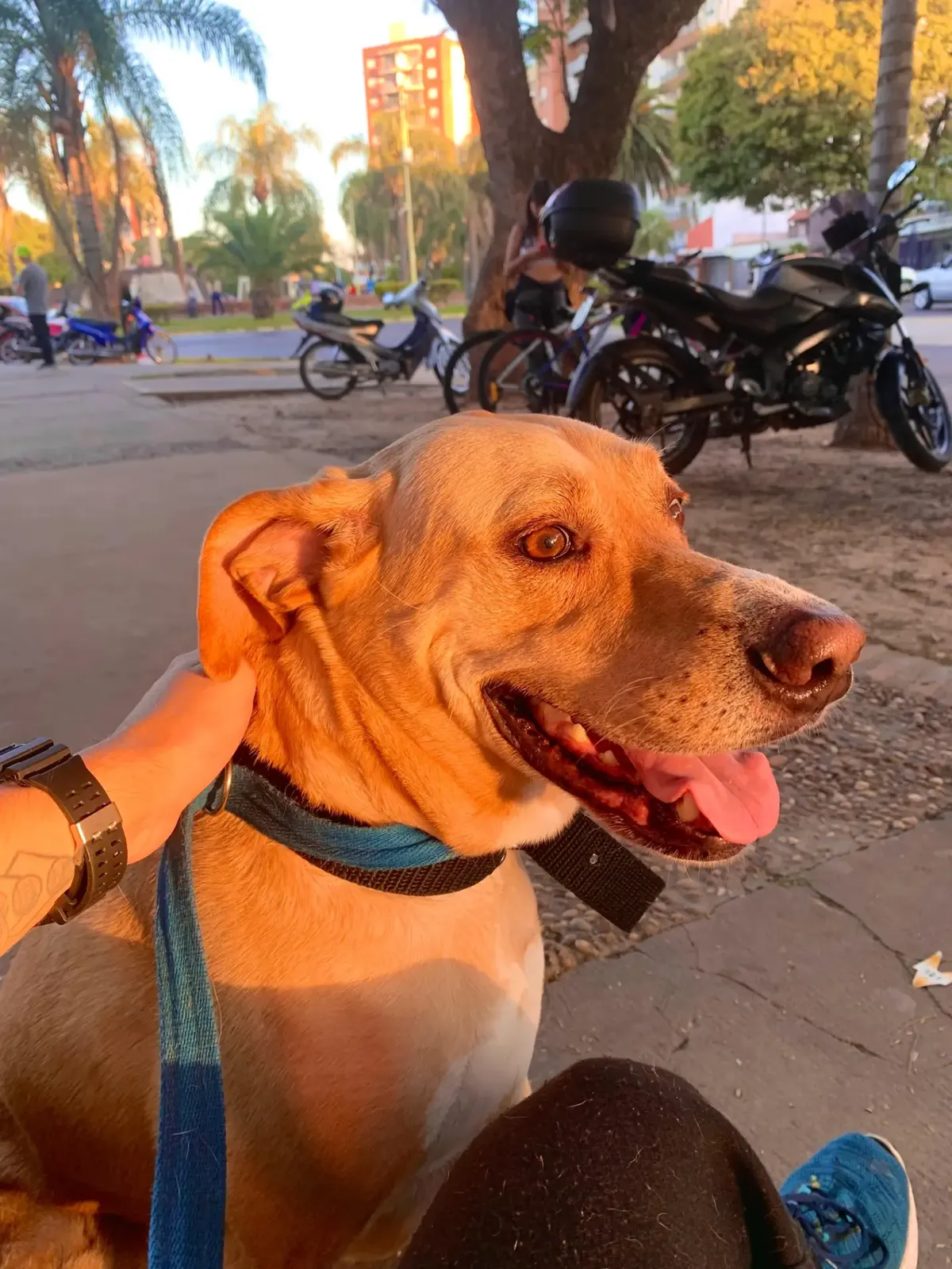Leroy, el perro recepcionista de Charlie's Studio